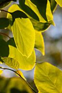 Bush Branch at sun Light