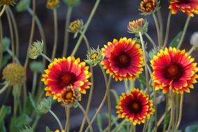 Garden Flower Macro