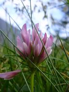 Flower Grass Prato