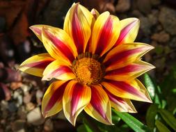 Flower Beauty at garden