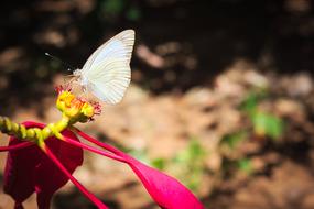 Butterfly Flower