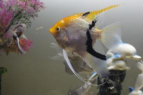 colored fish in an aquarium