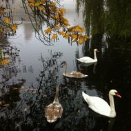 Swans Park
