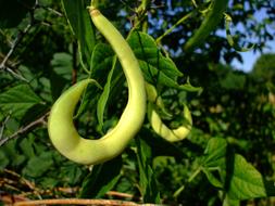 Bean Pod