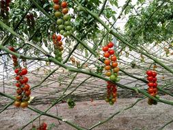 Bouquet Tomato Plant