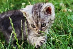 portrait of Dart Kitten in grass