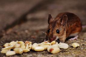 closeup portrait of the brown Mouse eating seeds