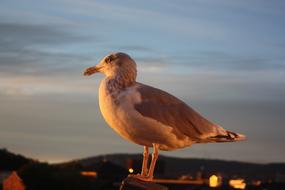 Seagull Bird Garden