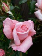 Rose Pink Flower bloom