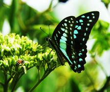 Butterfly Flower Flying