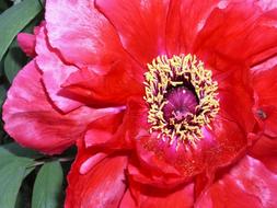 Flower Peony Close