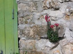 Flower Stone Wall