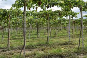 beautiful field with trees