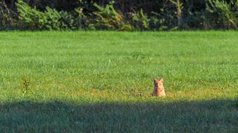Cat Sunshine