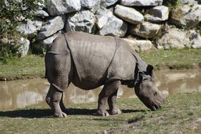 Zoo Travel Animal