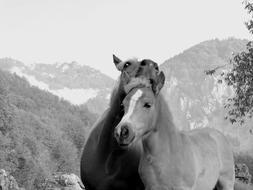 a couple of horses on the farm