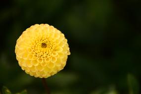 Dahlia Bud Flower