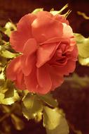 Garden Flower Rose