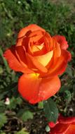 Rose Orange Flower