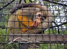 zoo monkey in cage