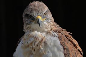 portrait of a ferruginous hawk