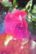 Garden pink Flower Rose