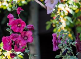 Flowers Garden Nature