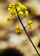 closeup view of Yellow Flowers in Nature