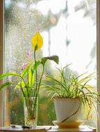 Window Flower Orchid