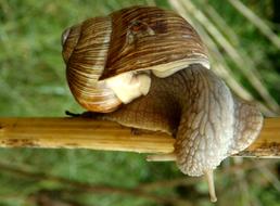 Cute snail off the branch