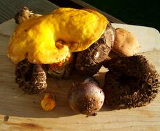 wild mushrooms on the table