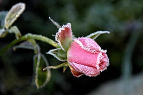 Nature Flower Rose