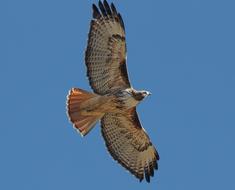 Red Tailed Hawk