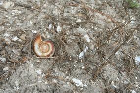 twisted snail shell on the ground