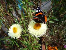 Butterfly Insect on white and yellow flowers