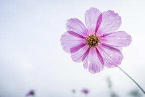 Cosmos Flower Garden