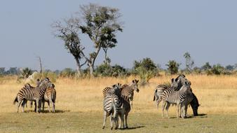 Botswana Okavango Delta Zebras