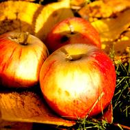 Windfall, ripe red apples on grass at Autumn