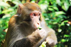 Monkey Eat