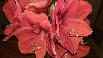pink Christmas Flowers