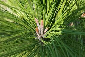 Pine Needles and new twigs close up