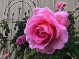 Rose Pink Flowers flora