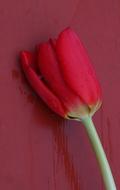 Tulip Flower Red