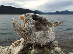 Catfish Fish Head