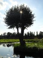 beautiful tree by the lake
