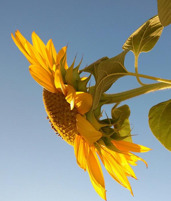 Yellow Sun Flower at sky