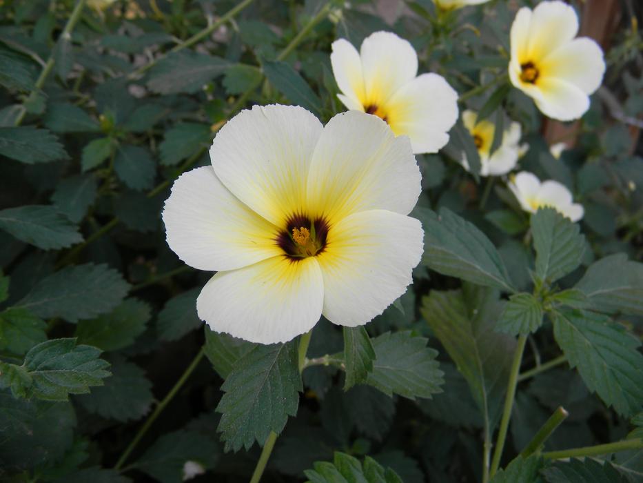 Ramgoat Dashalong Turnera Flowers