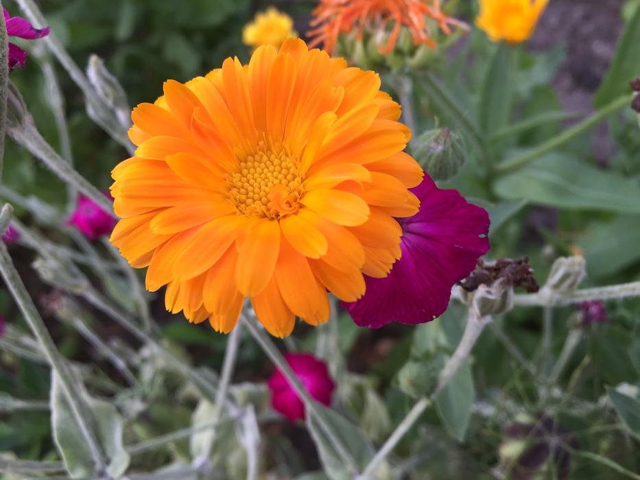 All Year Round Flower Bloom