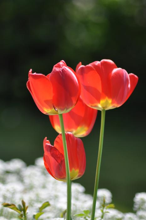 Red Poppy Flowers near lake