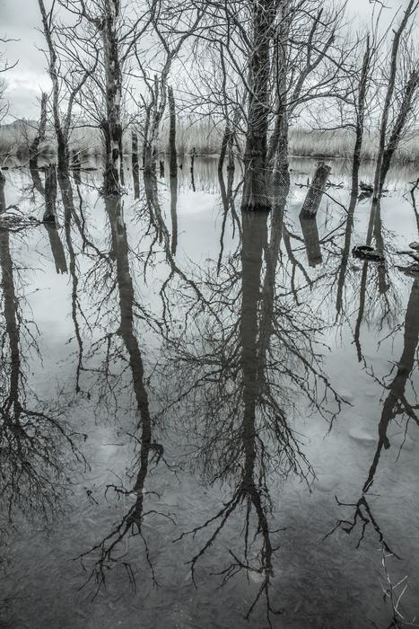 Trees Lake Water